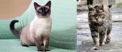 Traditional Siamese vs Farm Cat - Breed Comparison