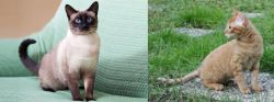 Traditional Siamese vs German Rex - Breed Comparison