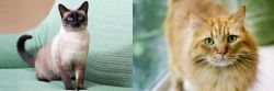 Traditional Siamese vs Ginger Tabby - Breed Comparison