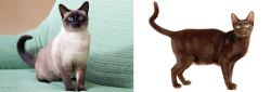 Traditional Siamese vs Havana Brown - Breed Comparison