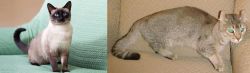 Traditional Siamese vs Jaguarundi Curl - Breed Comparison