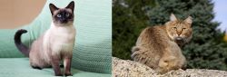 Traditional Siamese vs Jungle-Bob - Breed Comparison