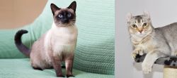 Traditional Siamese vs Jungle-Curl - Breed Comparison