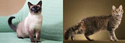 Traditional Siamese vs LaPerm - Breed Comparison
