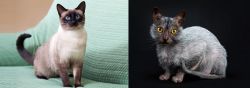 Traditional Siamese vs Lykoi - Breed Comparison