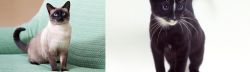 Traditional Siamese vs Ojos Azules - Breed Comparison