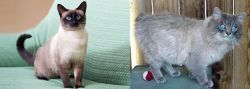 Traditional Siamese vs Owyhee Bob - Breed Comparison