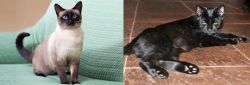 Traditional Siamese vs Pantherette - Breed Comparison