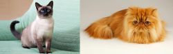 Traditional Siamese vs Persian - Breed Comparison