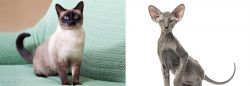 Traditional Siamese vs Peterbald - Breed Comparison
