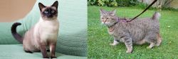 Traditional Siamese vs Pixie-bob - Breed Comparison