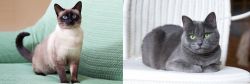 Traditional Siamese vs Russian Blue - Breed Comparison