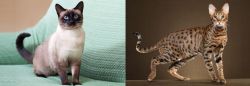 Traditional Siamese vs Savannah - Breed Comparison
