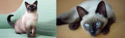 Traditional Siamese vs Siamese - Breed Comparison