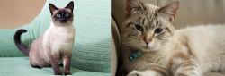 Traditional Siamese vs Siamese/Tabby - Breed Comparison