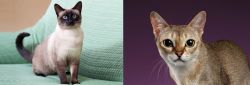 Traditional Siamese vs Singapura - Breed Comparison