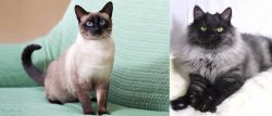Traditional Siamese vs Smoke - Breed Comparison