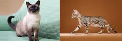 Traditional Siamese vs Sokoke - Breed Comparison
