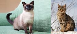 Traditional Siamese vs Tabby - Breed Comparison