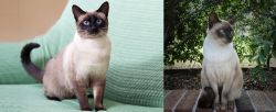 Traditional Siamese vs Tonkinese - Breed Comparison