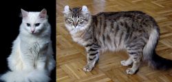 Turkish Angora vs American Curl - Breed Comparison