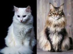 Turkish Angora vs American Longhair - Breed Comparison
