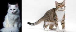 Turkish Angora vs American Wirehair - Breed Comparison