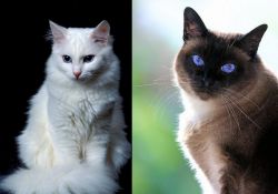 Turkish Angora vs Applehead Siamese - Breed Comparison