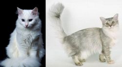 Turkish Angora vs Asian Semi-Longhair - Breed Comparison