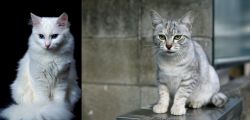 Turkish Angora vs Australian Mist - Breed Comparison
