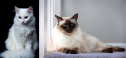 Turkish Angora vs Balinese - Breed Comparison