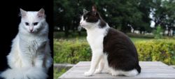 Turkish Angora vs Bicolor - Breed Comparison