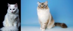 Turkish Angora vs Birman - Breed Comparison