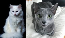Turkish Angora vs Blue Russian - Breed Comparison