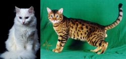 Turkish Angora vs Bristol - Breed Comparison