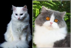 Turkish Angora vs British Longhair - Breed Comparison