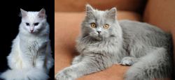 Turkish Angora vs British Semi-Longhair - Breed Comparison