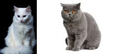 Turkish Angora vs British Shorthair - Breed Comparison