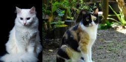 Turkish Angora vs Calico - Breed Comparison