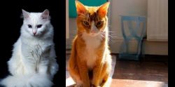 Turkish Angora vs Chausie - Breed Comparison