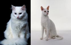 Turkish Angora vs Cornish Rex - Breed Comparison