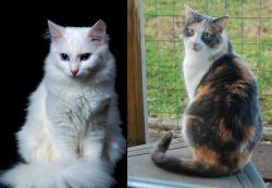 Turkish Angora vs Dilute Calico - Breed Comparison