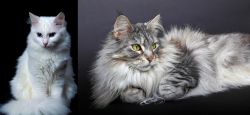 Turkish Angora vs Domestic Longhaired Cat - Breed Comparison