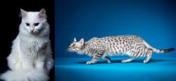 Turkish Angora vs Egyptian Mau - Breed Comparison