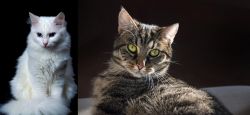 Turkish Angora vs European Shorthair - Breed Comparison