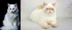 Turkish Angora vs Exotic Shorthair - Breed Comparison