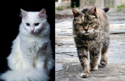 Turkish Angora vs Farm Cat - Breed Comparison