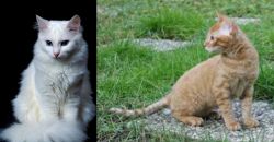 Turkish Angora vs German Rex - Breed Comparison
