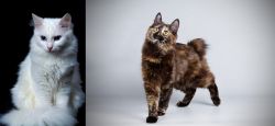 Turkish Angora vs Japanese Bobtail - Breed Comparison