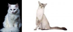 Turkish Angora vs Javanese - Breed Comparison